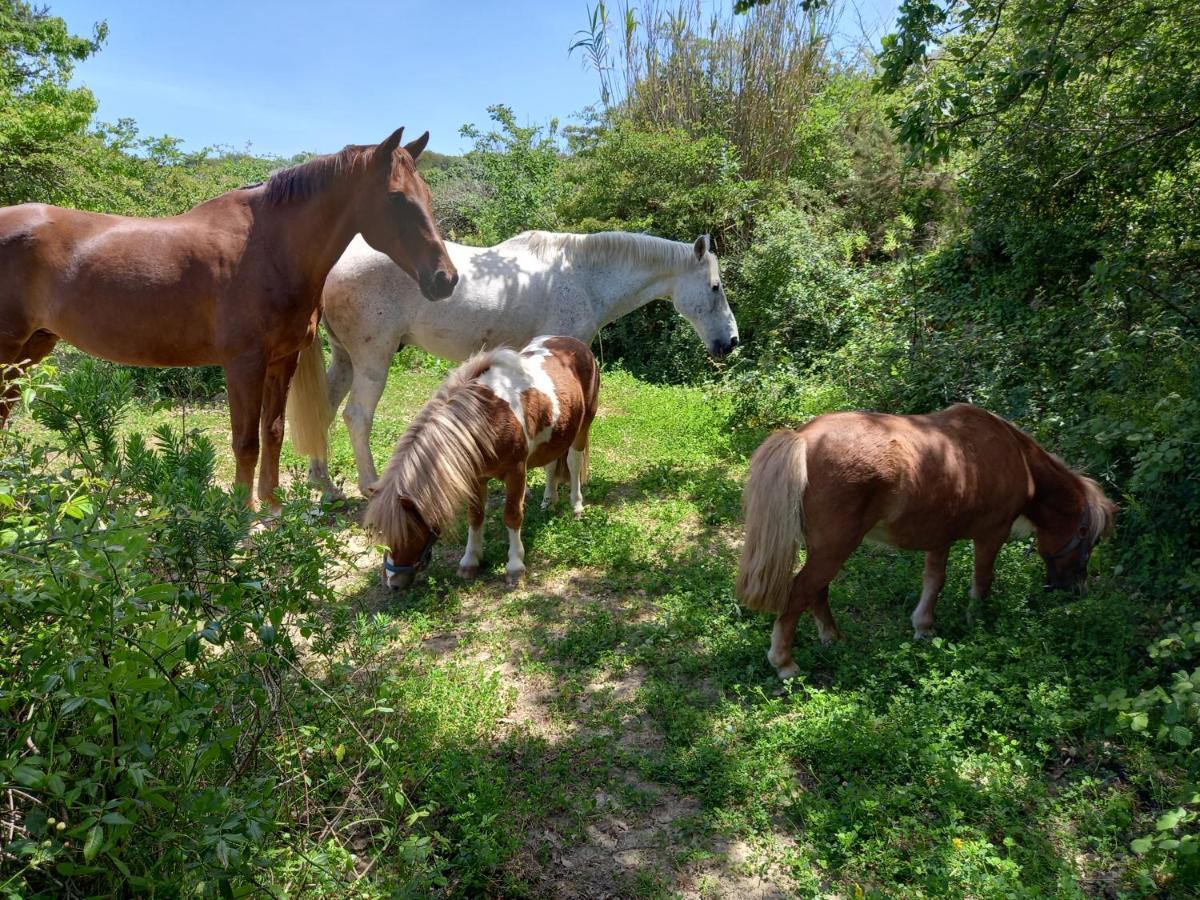 Casinha De Campo- Quintinha Dos Cavalos- Arruda Dos Vinhos Dış mekan fotoğraf