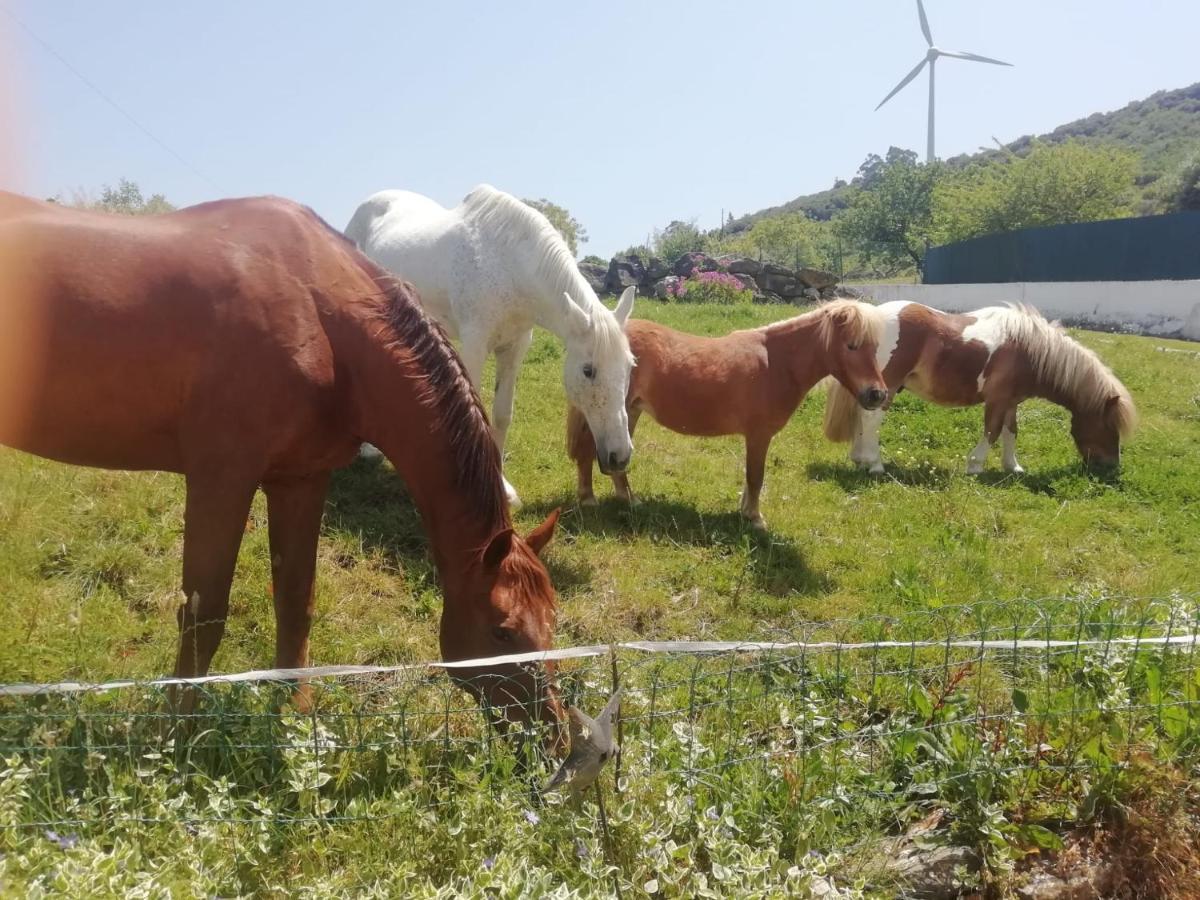 Casinha De Campo- Quintinha Dos Cavalos- Arruda Dos Vinhos Dış mekan fotoğraf